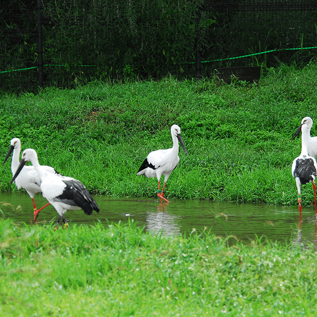 野生復帰したコウノトリが教える地域環境づくり